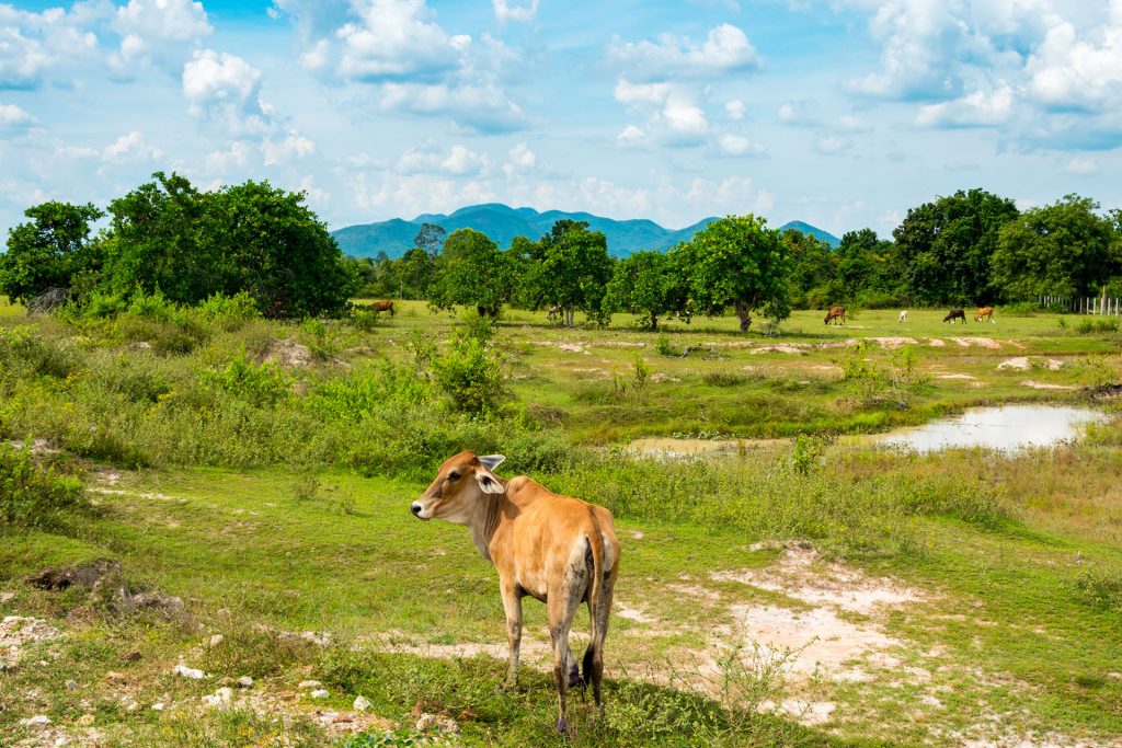 Koe Wildlife Friends Foundation Thailand