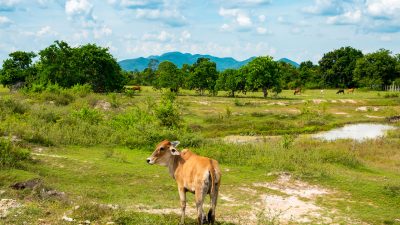 Koe Wildlife Friends Foundation Thailand