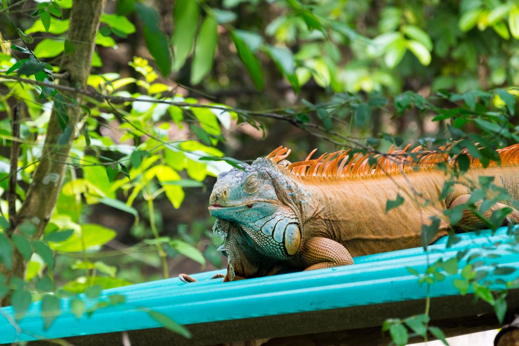 Leguaan Wildlife Friends Foundation Thailand