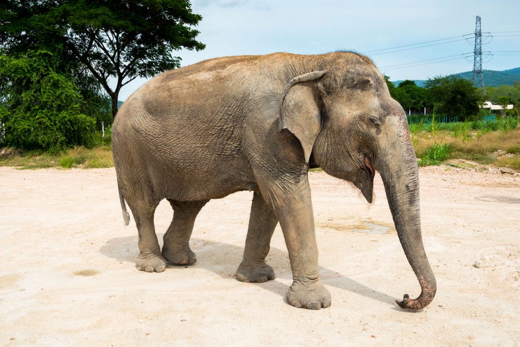 Olifanten sanctuary Thailand