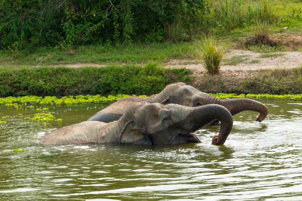 Zwemmende olifanten
