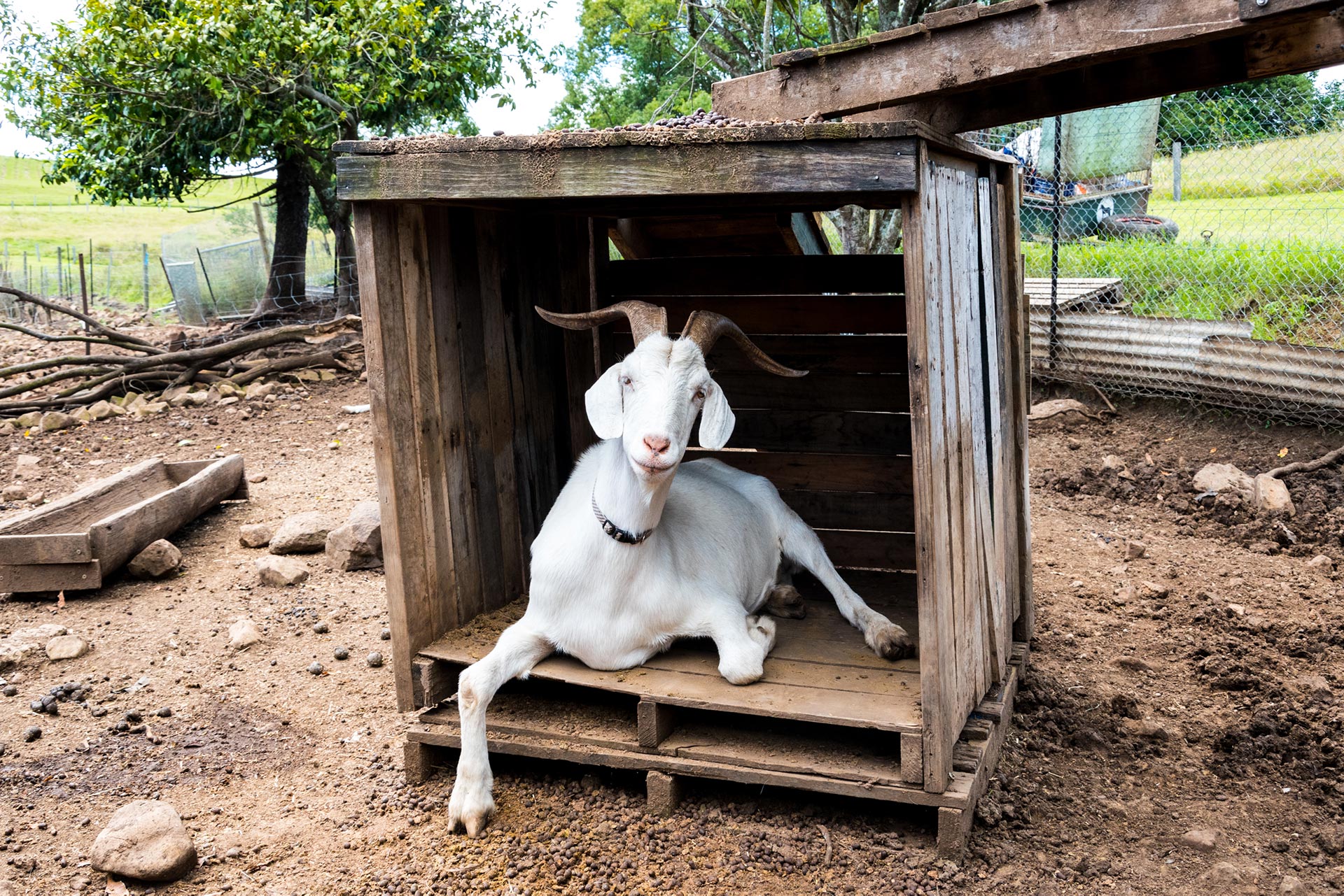 Het verhaal achter de dieren bij Sugarshine Farm Sanctuary - Vetjebol
