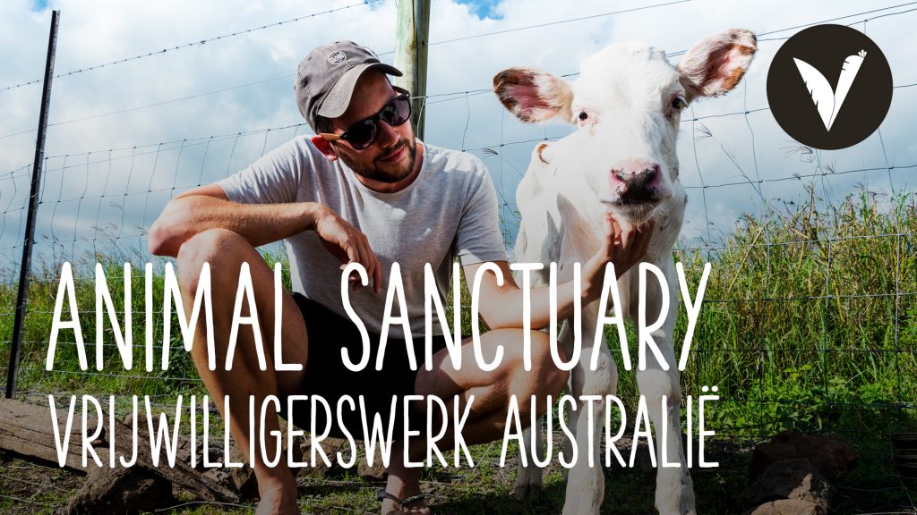 Video Een dag op een vegan animal sanctuary (vrijwilligerswerk in Australië)