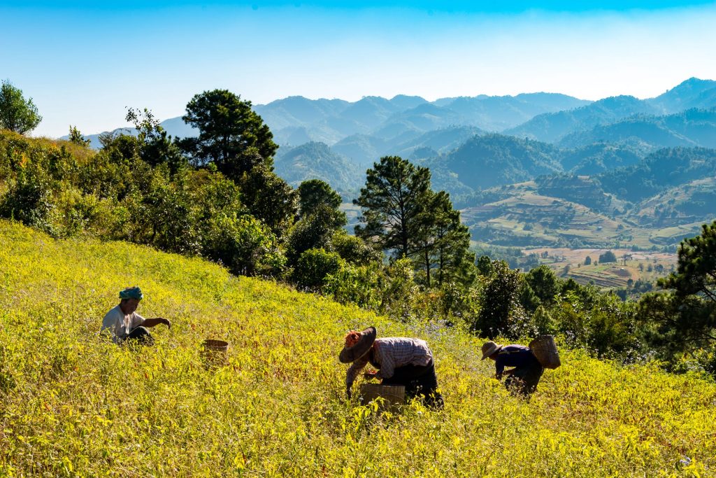 locallife-myanmar-reizen