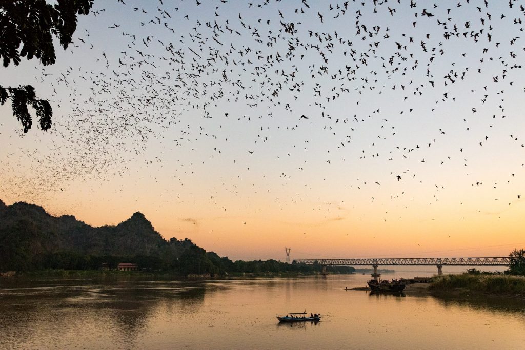 vleermuizen-myanmar