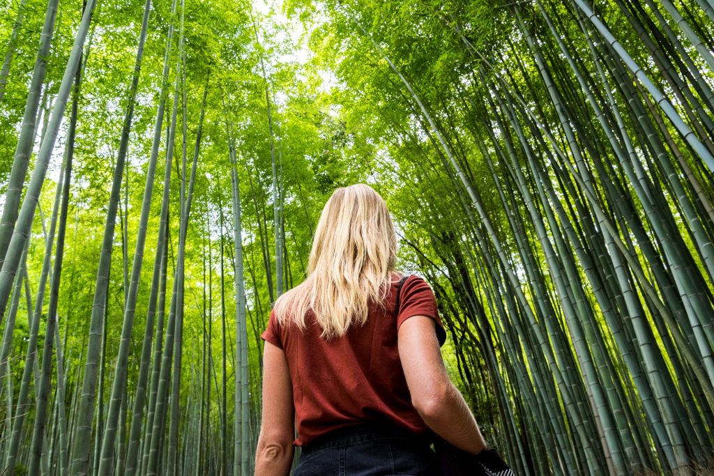 Bamboo Forest Kyoto