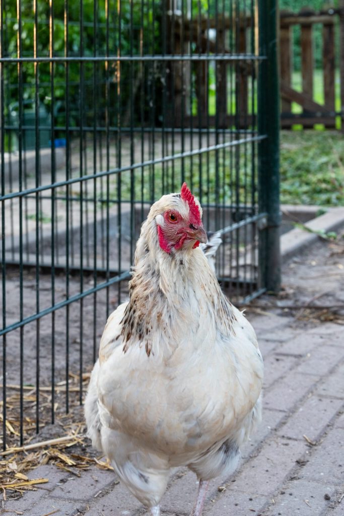 Waarom ben ik vegetarier?